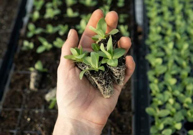 Что нужно не спеша подготовить для рассады