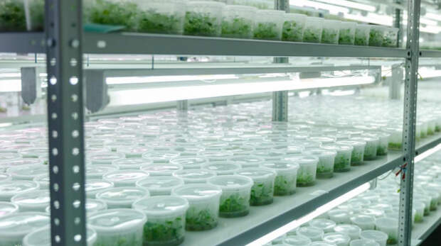 50 тысяч хризантем клонировали ученые из Крыма