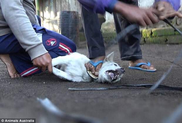 During his four-month investigation, a man the ABC named as Luke watched as dogs were bludgeoned, hanged by the throat until they died of asphyxiation or had poison forced down their throats