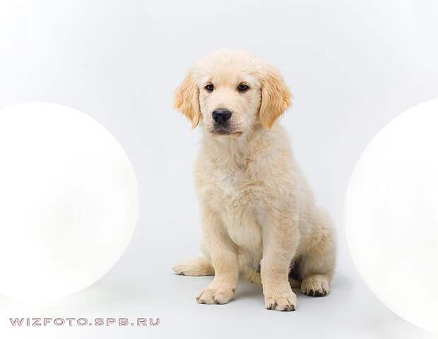 Позитив. Классные животные (89 фото)