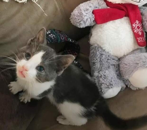 Котенок плохо видит Котенок на диване