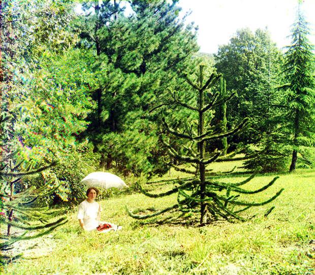 Араукария в Дагомысе