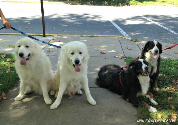 Great Pyrenees and Bernese Mountain Dogs