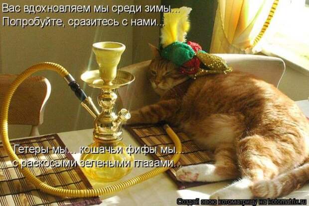 Лучшие котоматрицы недели (50 фото)