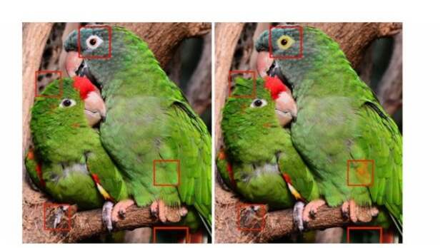 Тест на внимательность: найдите за одну минуту 4 отличия между фото с попугаями