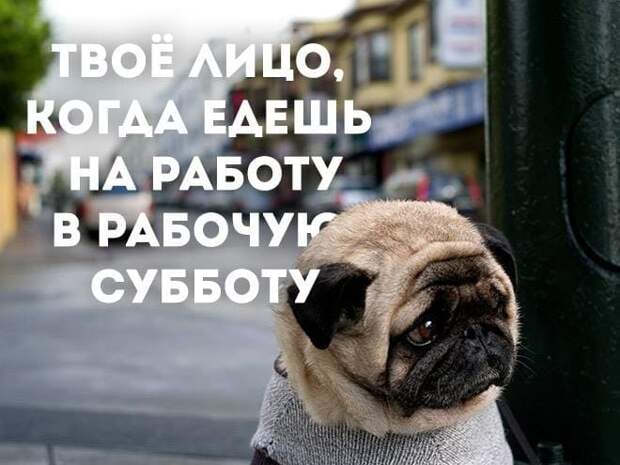 Коллекция весёлых картинок про субботу