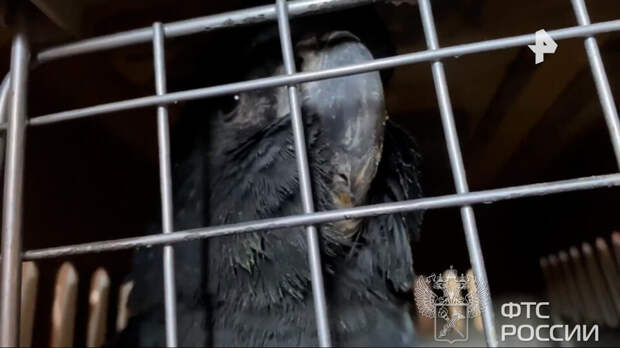 Таможенники нашли более ста экзотических птиц в микроавтобусе под Оренбургом