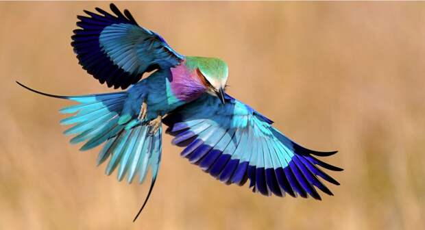 exotic-birds-6