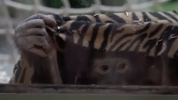 Московский зоопарк поблагодарил жителей за подаренные ёлки