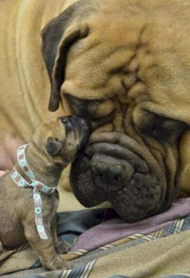 copycatanimalphotos25.jpeg