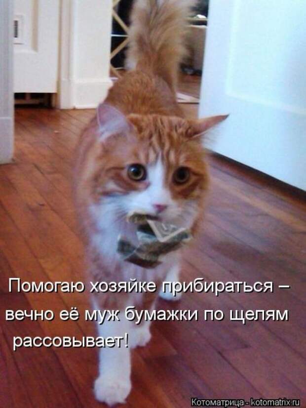 Котоматрицы(картинки с надписями)