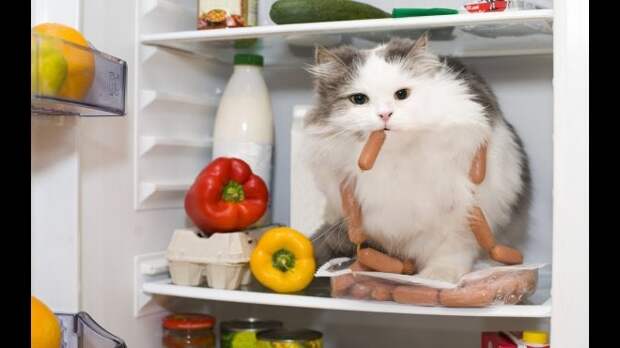 Котик ворует из холодильника еду Кот крадет сосиски