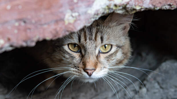 «Решают без хозяев»: в Финляндии у украинских беженцев забирают и усыпляют питомцев