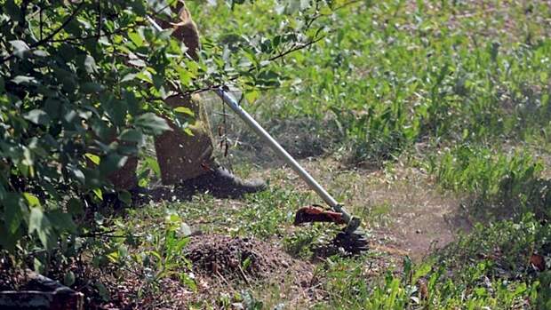 Сад, дача / Фото: Екатерина Смолихина / amic.ru