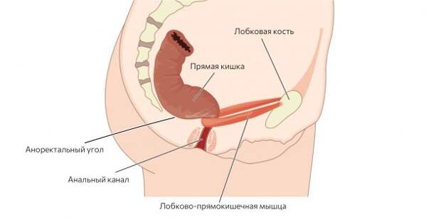 Как правильно какать с учётом анатомии