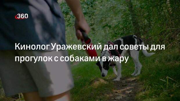 Кинолог Уражевский дал советы для прогулок с собаками в жару