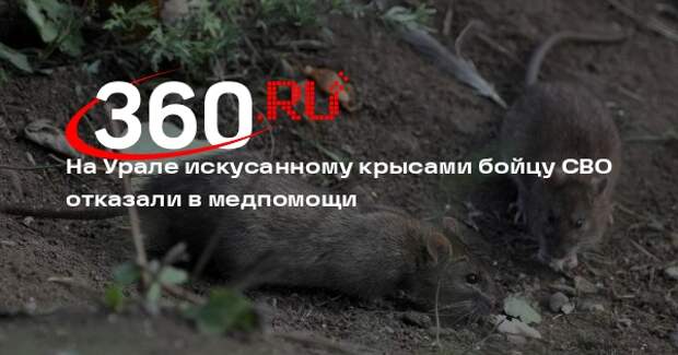 На Урале искусанному крысами бойцу СВО отказали в медпомощи
