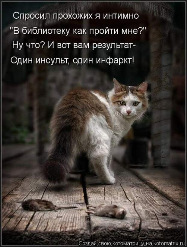 Котоматрицы(картинки с надписями)