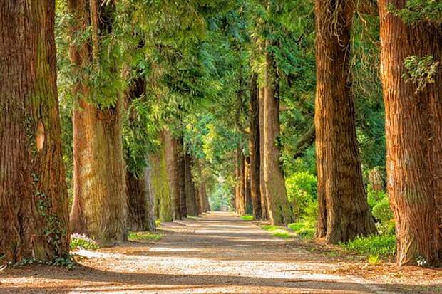 Парк/фото: pixabay.com