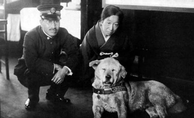 Редкие фотографии Хатико, самой верной собаки в мире
