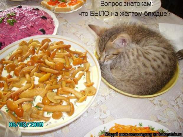 Лучшие котоматрицы недели (50 фото) Лучшие котоматрицы недели (50 фото)