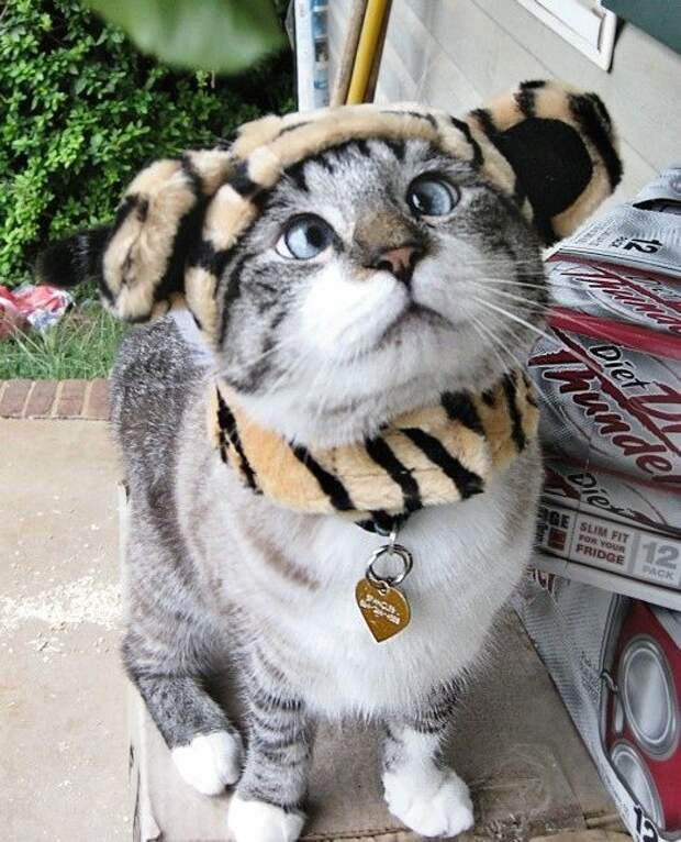 Спанглс - самый милый косоглазый кот в интернете (6 фото)