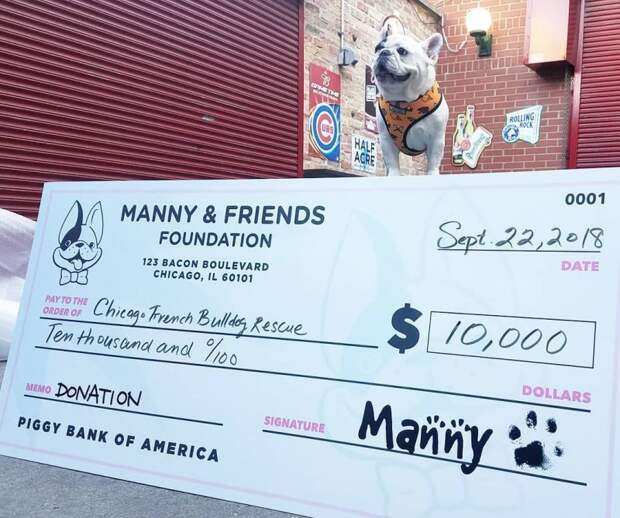 Французский бульдог Мэнни помогает бездомным животным и больным детям instagram, бульдог, мэнни, собака, французский бульдог