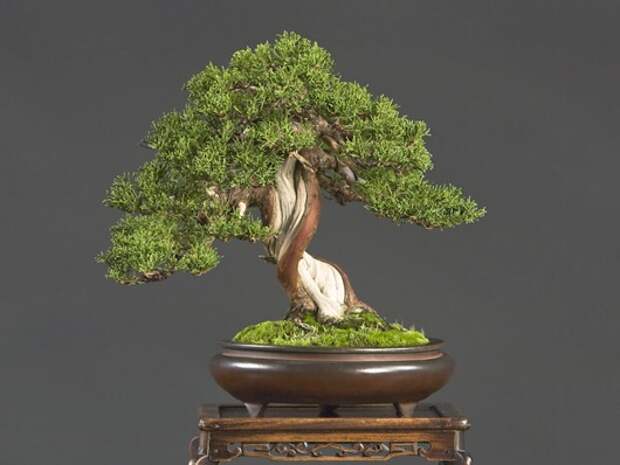 Bay Island Bonsai 2008
