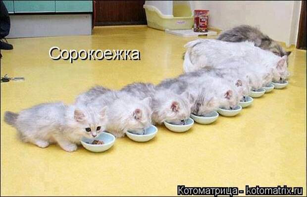 Котоматрица: Сорокоежка