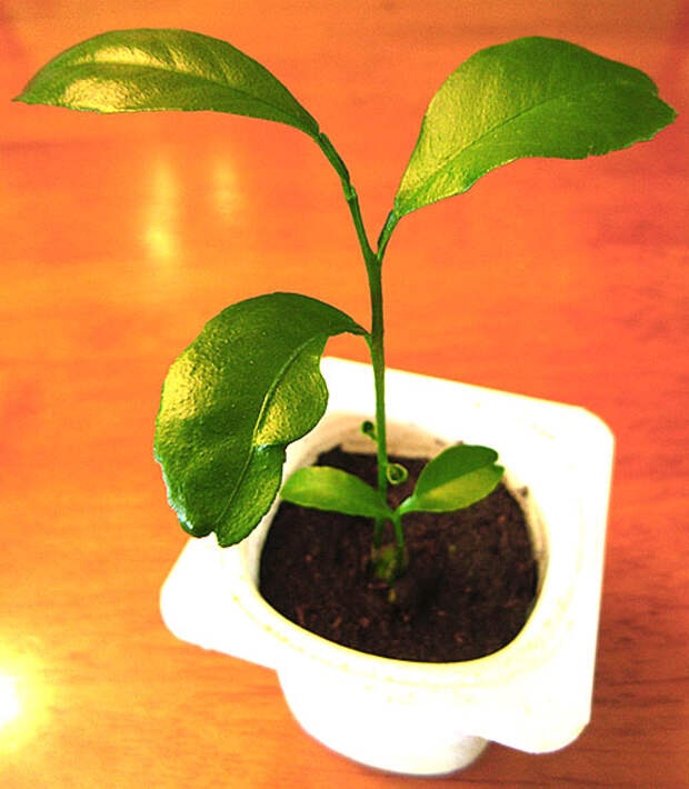 Мандариновое дерево из косточки фото