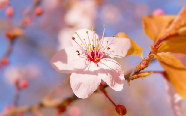 Cherry Blossom