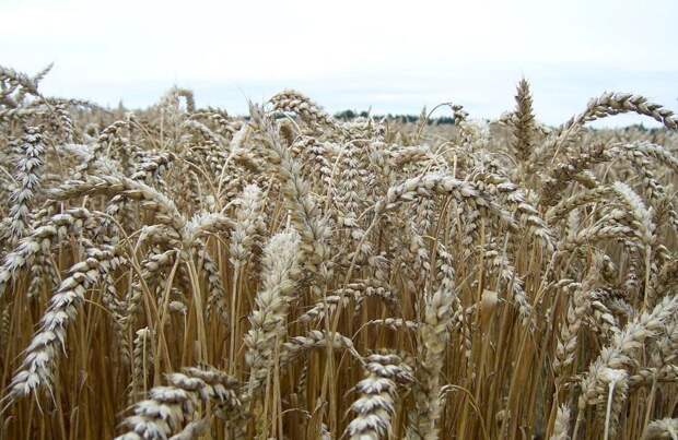 Волгоградские фермеры не считают заморозки помехой для урожая