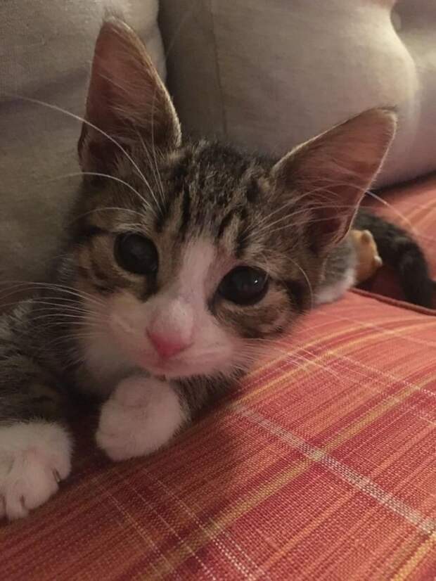 котенок на диване