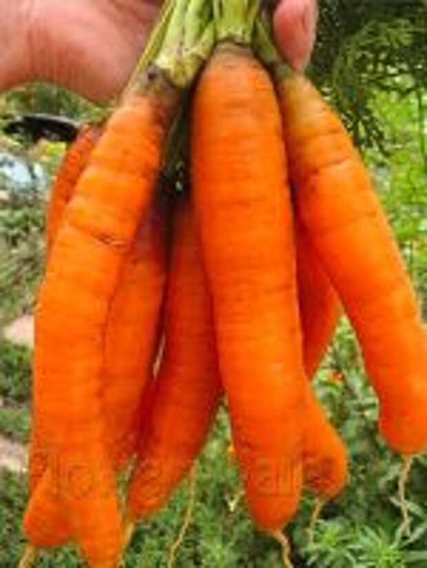 Желаю вам высоких урожаев моркови!