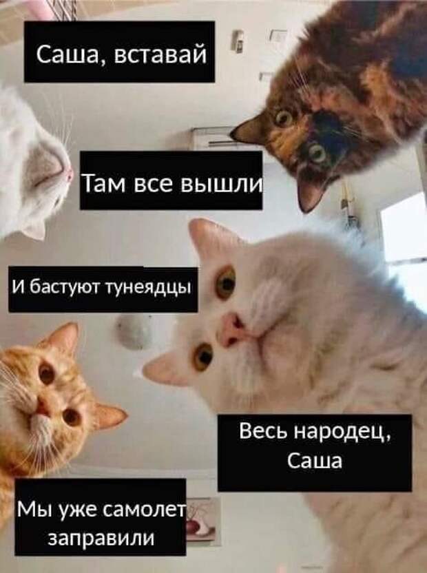 Котов адаптировали и под эту политическую ситуацию Котов адаптировали и под эту политическую ситуацию
