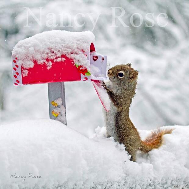 squirrels03 squirrels03 Забавные белочки Нэнси Роуз