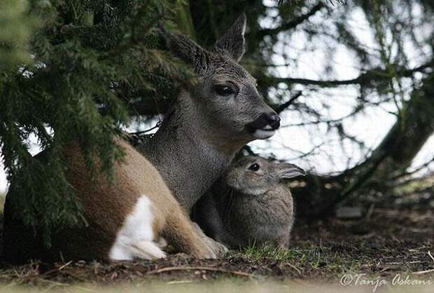дружба животных олень и кролик