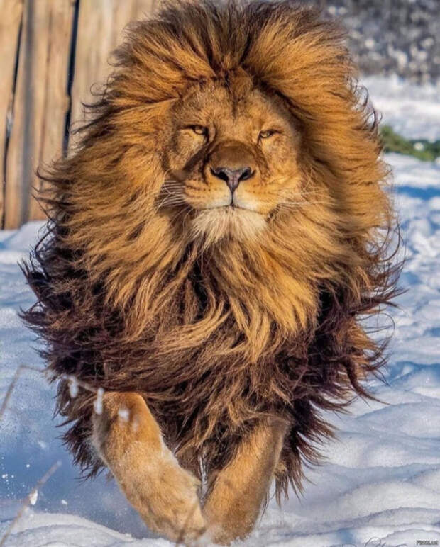 686bae3630fa4504ded1fa5a46fc28fd (562x700, 456Kb)