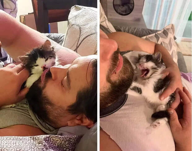 Без кота и жизнь не та