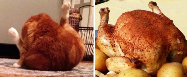 viralhen.com-cat-looks-like-other-thing-lookalikes-celebrities-7__700