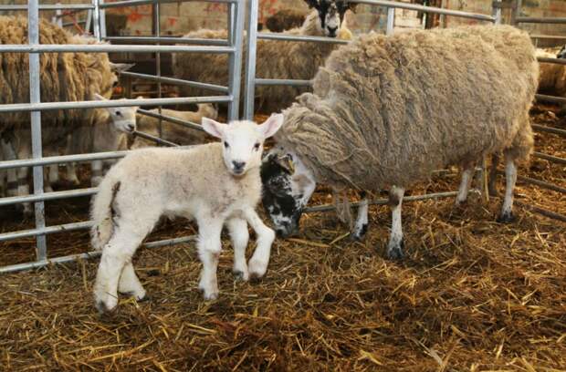 Jake the five-legged sheep with his mum, a North Country Mule