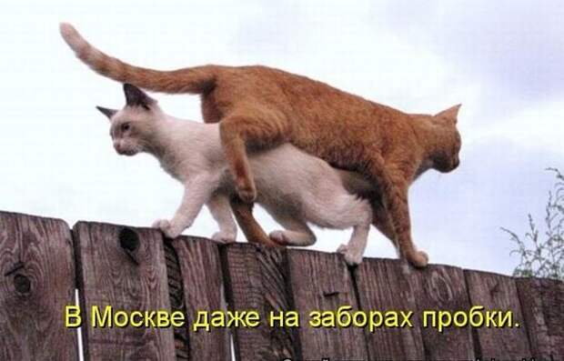 пятничный позитив