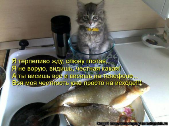 Котоматрицы(картинки с надписями)