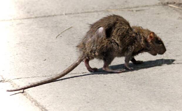Крысы - создания, способные заселить весь мир! земля, природа, удивительное рядом, чудеса