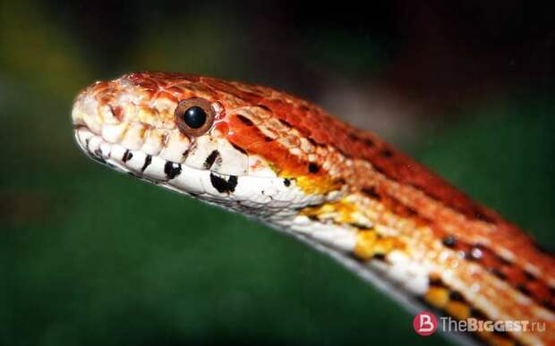 Килеватый лазающий полоз CC0