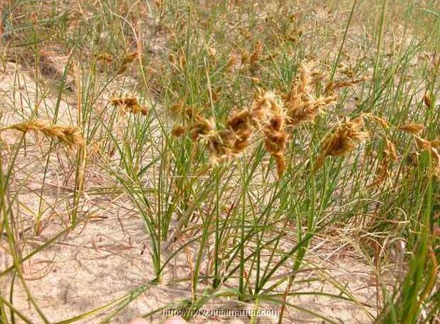 Лекарственное растение Осока песчаная (Carex arenaria)