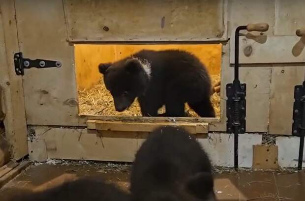 Центр спасения медвежат поделился видео из жизни смоленских подопечных