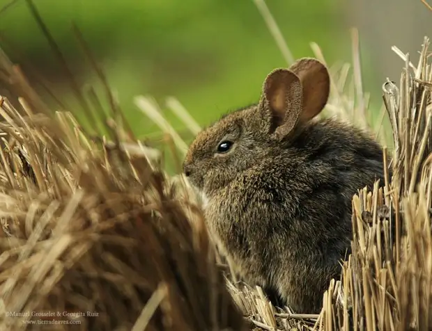 Не обращайте внимание на его хмурый вид. На самом деле, он очень рад вас видеть! 