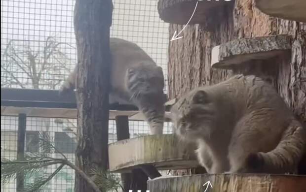 В Ленинградском зоопарке прошло первое свидание манулов Шу и Пепе