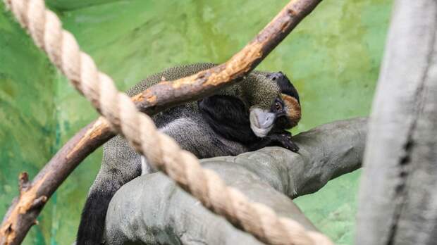 В Екатеринбургском зоопарке поселись мартышки Бразза